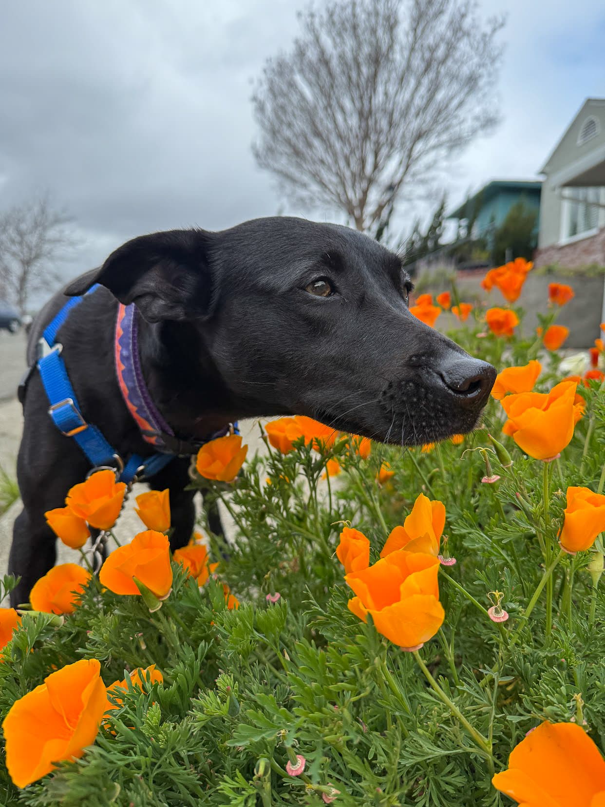 Maisy, a rescue dog, among California poppies